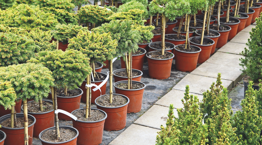 Gartencenter Scheuermann